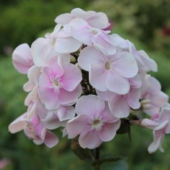 Phlox paniculata 'Monica Lynden-Bell'