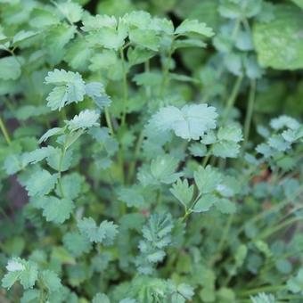 Sanguisorba minor