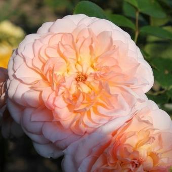 Rosa 'Schloss Eutin'