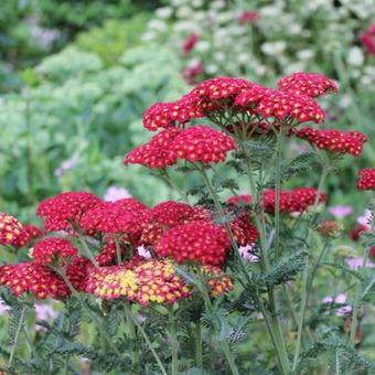 Achillea millefolium 'Pomegranate'