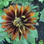 Rudbeckia hirta 'Moroccan Sun' - 