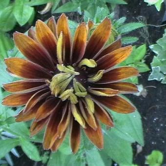 Rudbeckia hirta 'Moroccan Sun'