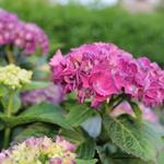 Hydrangea macrophylla 'Red Baron'