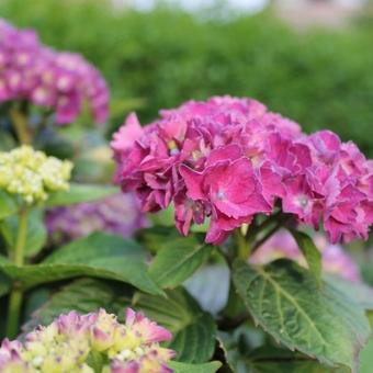 Hydrangea macrophylla 'Red Baron'