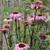 Echinacea purpurea 'Augustkönigin'