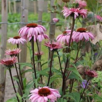 Echinacea purpurea 'Augustkönigin'