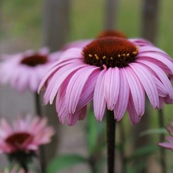 Echinacea purpurea 'Augustkönigin'