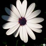 Osteospermum 'Felix' - 