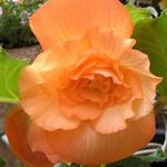 Begonia grandiflora - 