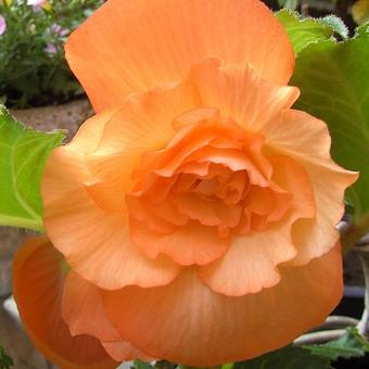 Begonia grandiflora