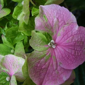 Hydrangea macrophylla 'Rosita'