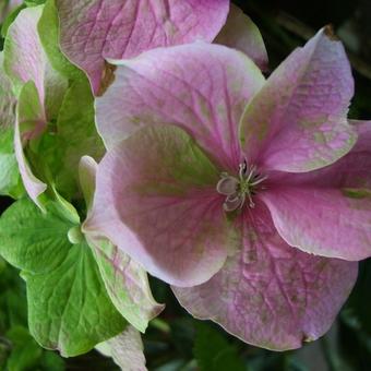 Hydrangea macrophylla 'Rosita'