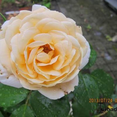 Rosa 'Lions-Rose' - 