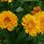 Coreopsis grandiflora 'Early Sunrise'