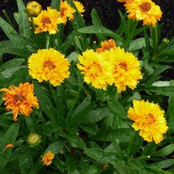 Coreopsis grandiflora 'Early Sunrise'