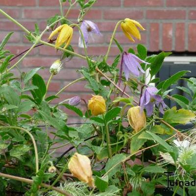 Clematis alpina - Clématite des Alpes - Clematis alpina