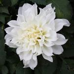 Dahlia 'Fleurel' - 