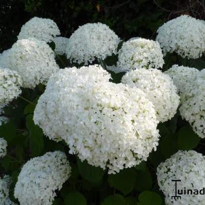 Hydrangea arborescens 'Annabelle' - Hydrangea arborescens 'Annabelle'