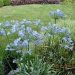 Agapanthus 'AMOURETTE Blue' - 