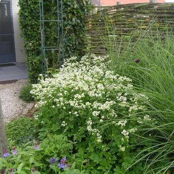 Astrantia major 'Star Of Billion'