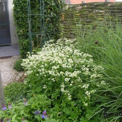 Astrantia major 'Star Of Billion' - Astrantia major 'Star Of Billion'