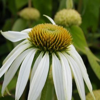 Echinacea purpurea 'White Swan'