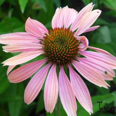 Echinacea purpurea 'Summer Cocktail' - Echinacea purpurea 'Summer Cocktail'