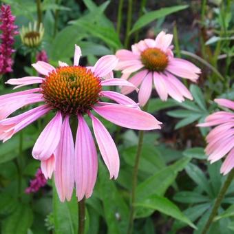 Echinacea purpurea 'Summer Cocktail'