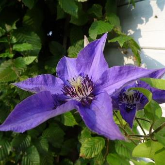 Clematis 'Königskind'