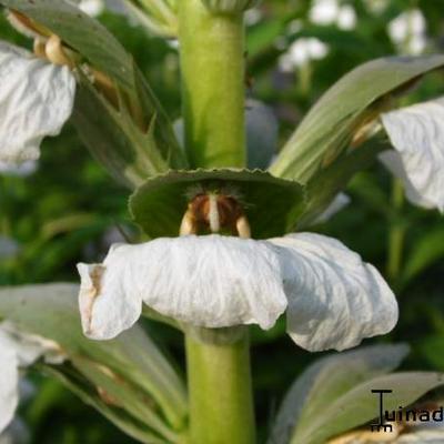 Acanthus mollis ‘Rue Ledan’ - Acanthus mollis ‘Rue Ledan’