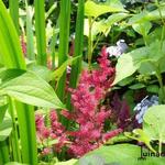 Astilbe japonica - Japanische Prachtspiere