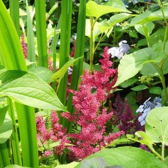 Astilbe japonica