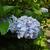 Hydrangea macrophylla