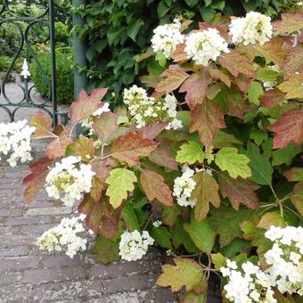 Hydrangea quercifolia 'Sikes Dwarf'