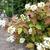 Hydrangea quercifolia 'Sikes Dwarf'