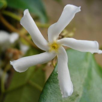 Trachelospermum jasminoides