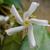 Trachelospermum jasminoides