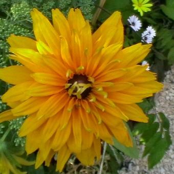 Rudbeckia hirta 'Moroccan Sun'