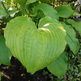 Hosta 'Sum and Substance'