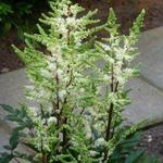 Astilbe 'YOUNIQUE White' - 