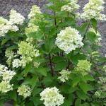 Hydrangea paniculata 'MAGICAL Candle' - 