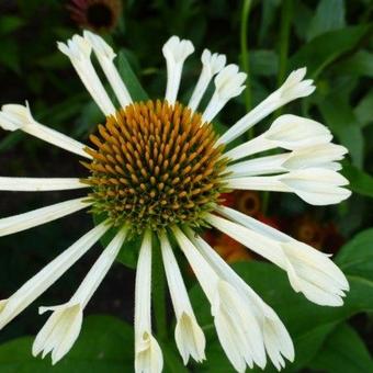 Echinacea purpurea 'Yellow Spider