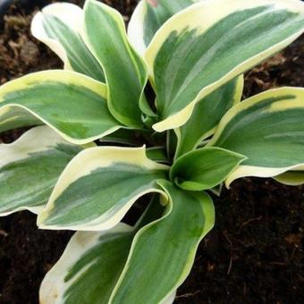 Hosta 'Lucky Mouse'