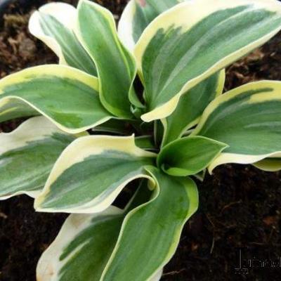 Hosta 'Lucky Mouse' - 