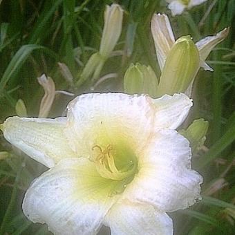 Hemerocallis 'Gentle Shepherd'