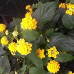 Lantana camara 'Drap d'Or' - 