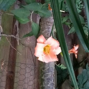 Hemerocallis 'Pink Damask'