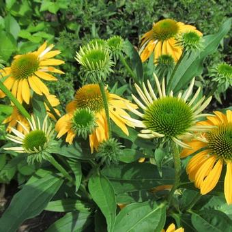 Echinacea purpurea 'Mac 'n' Cheese'