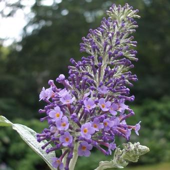 Buddleja davidii 'Lochinch'