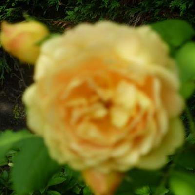 Rosa 'Golden Celebration' - 